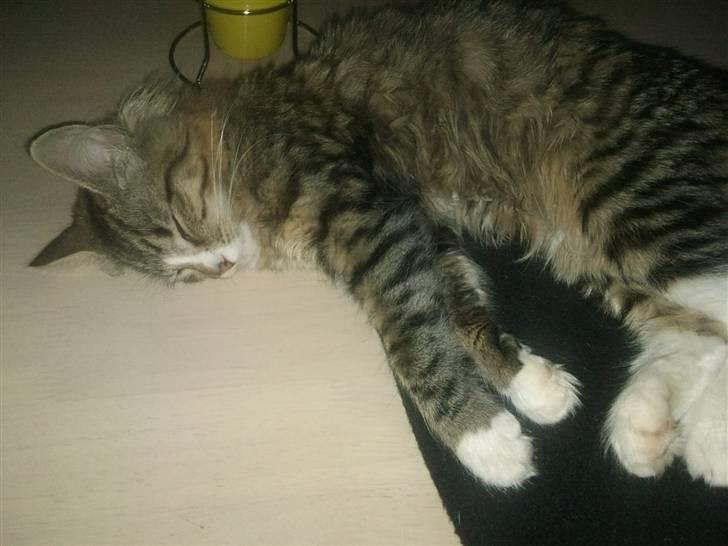 Norsk Skovkat Fifi billede 5