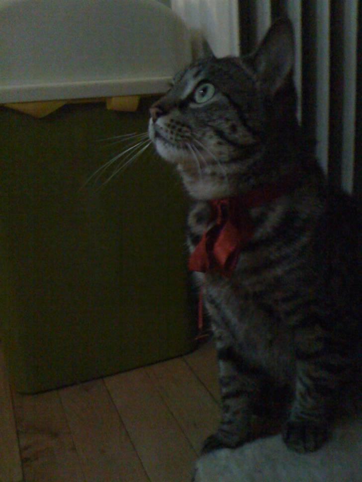 Huskat Trip billede 5