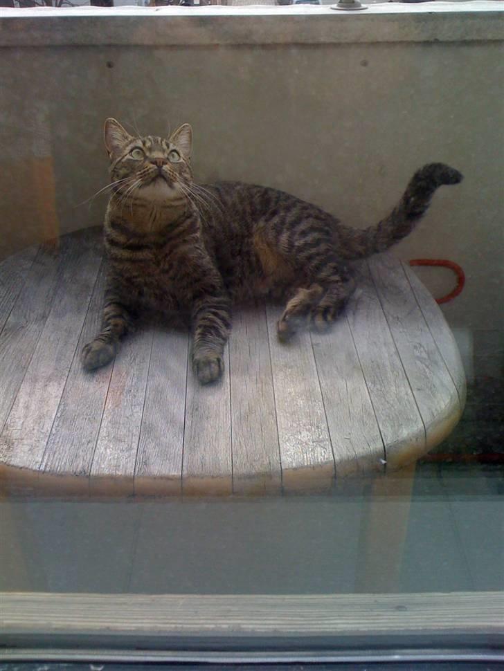 Huskat Trip billede 6