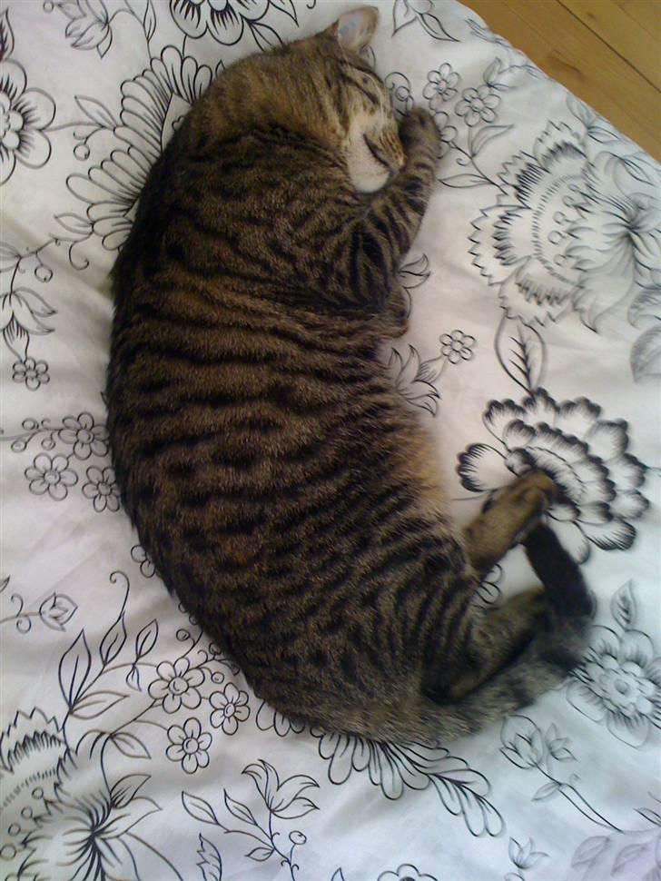 Huskat Trip billede 7