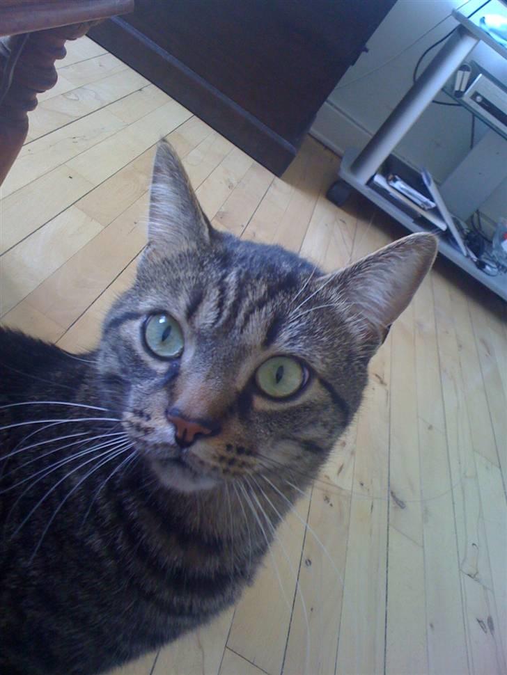 Huskat Trip billede 8