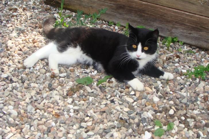 Huskat {bøf}2009 billede 12