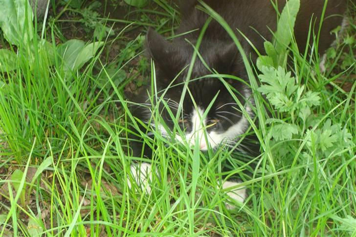 Huskat {bøf}2009 billede 13