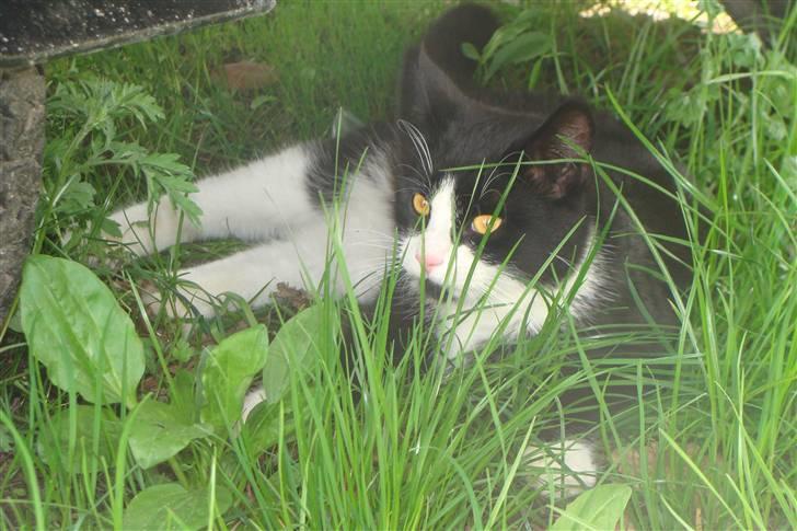 Huskat {bøf}2009 billede 14