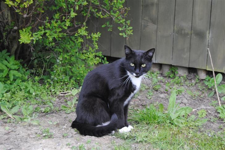 Blanding af racer lillemis/missi billede 11