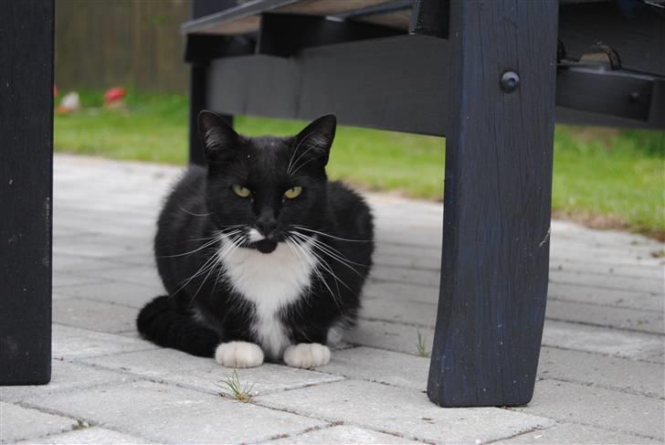 Blanding af racer lillemis/missi billede 12