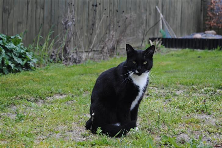 Blanding af racer lillemis/missi billede 13