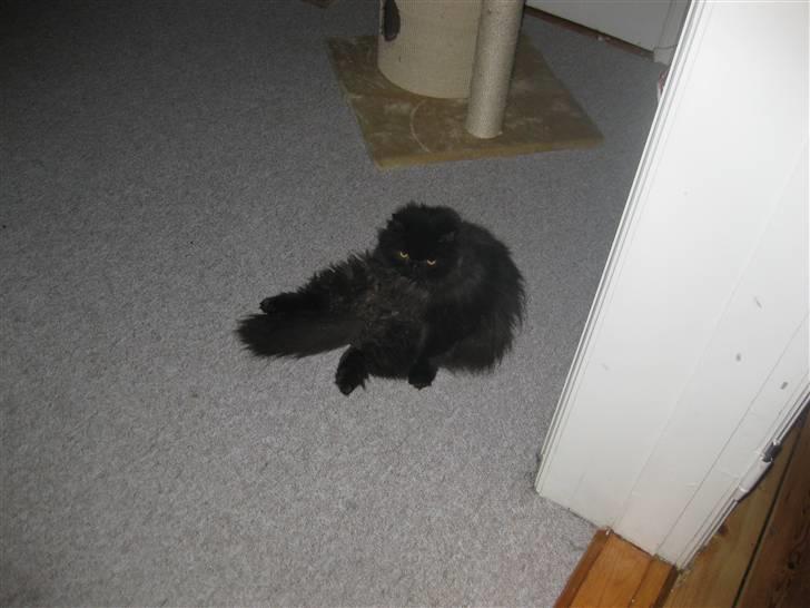 Perser Geordi/tykling billede 1