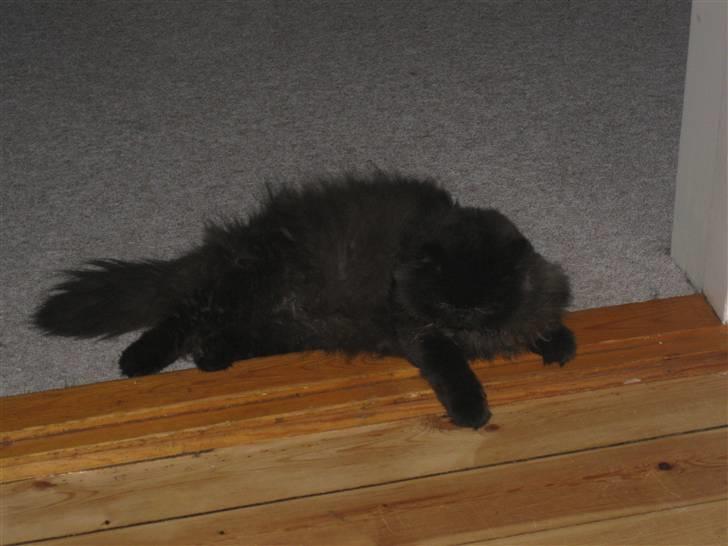 Perser Geordi/tykling billede 2