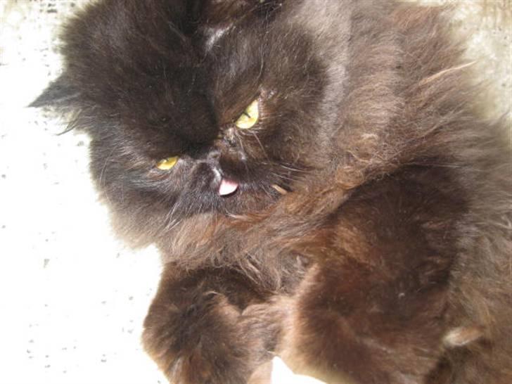 Perser Geordi/tykling billede 3