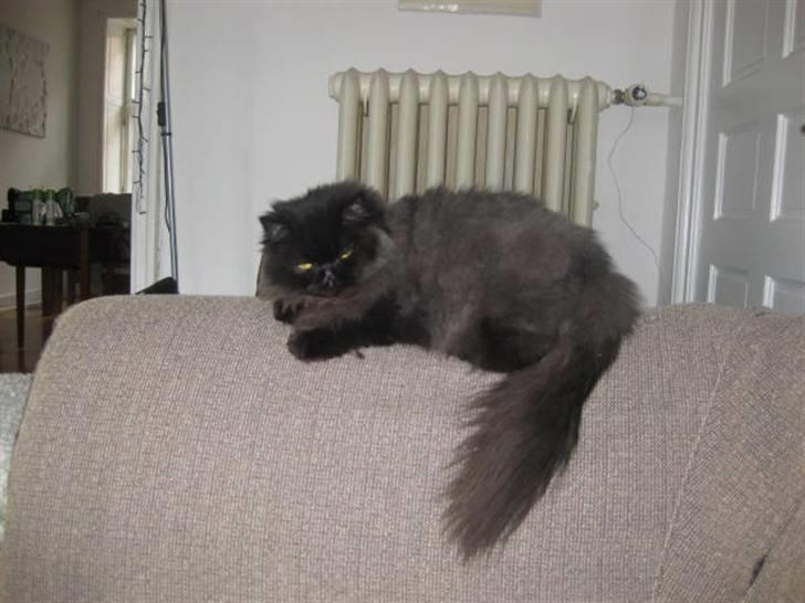 Perser Geordi/tykling billede 4