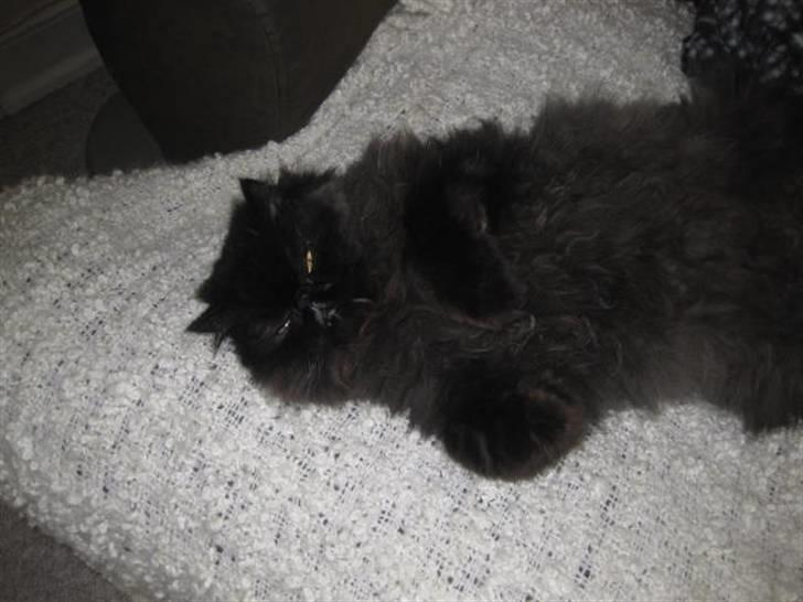 Perser Geordi/tykling billede 5