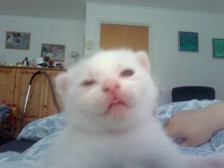 Huskat Bette Mus (solgt) billede 11