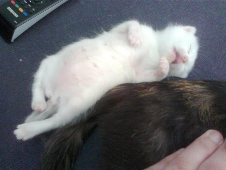 Huskat Bette Mus (solgt) billede 12