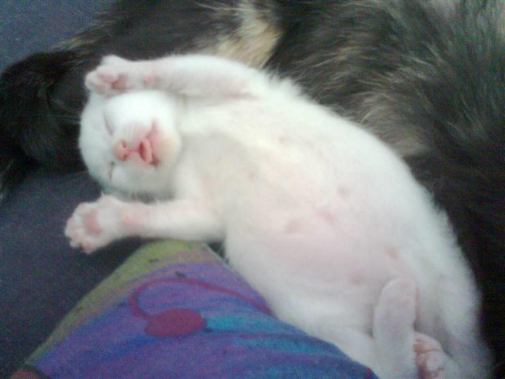 Huskat Bette Mus (solgt) billede 13