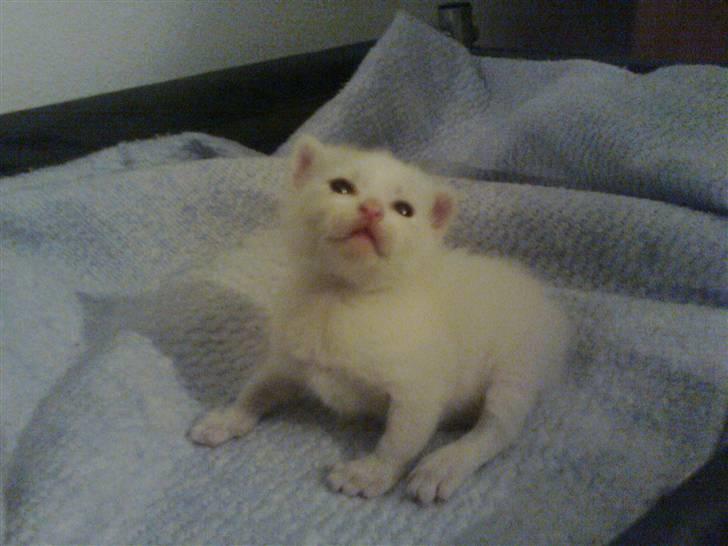 Huskat Bette Mus (solgt) - Så kan vi også sidde :D billede 14