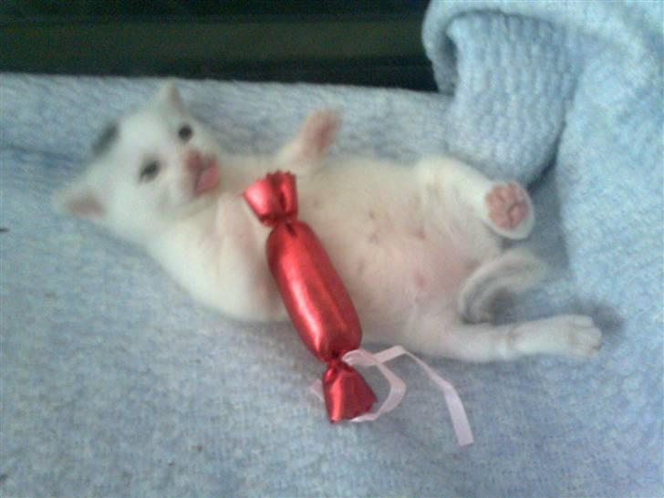 Huskat Bette Mus (solgt) billede 15