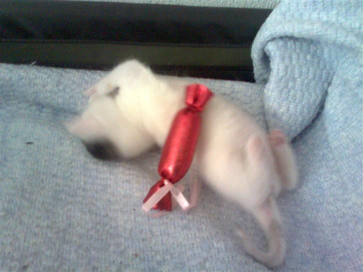 Huskat Bette Mus (solgt) billede 16