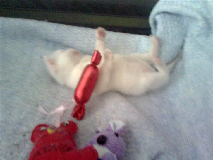 Huskat Bette Mus (solgt) billede 17