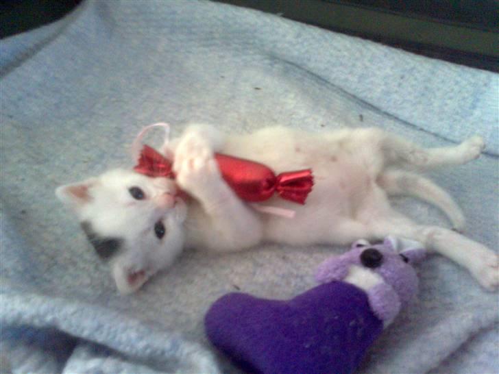 Huskat Bette Mus (solgt) - Og lege kan vi også lige så småt, kun 3 uger gammel :D billede 18