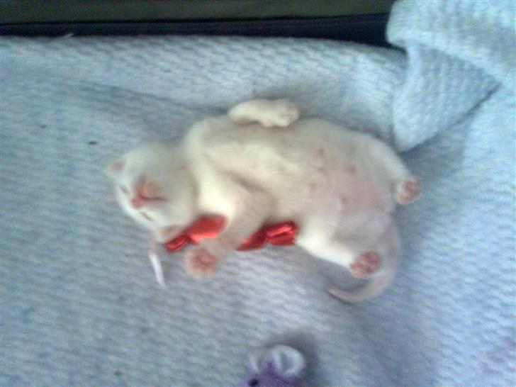 Huskat Bette Mus (solgt) billede 19