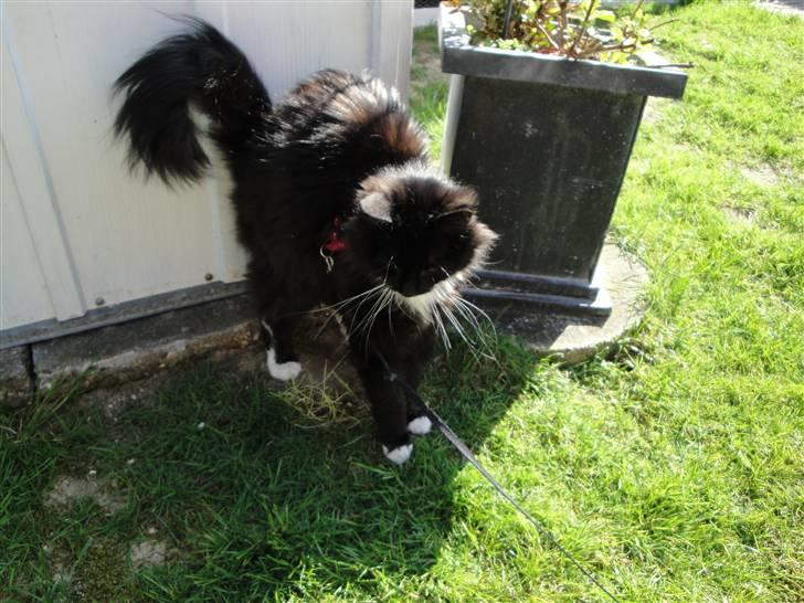Norsk Skovkat Cutie R.I.P - Hej og velkommen til Cuties profil håber i vil nyde det(; -det er virkelig varm (: billede 2