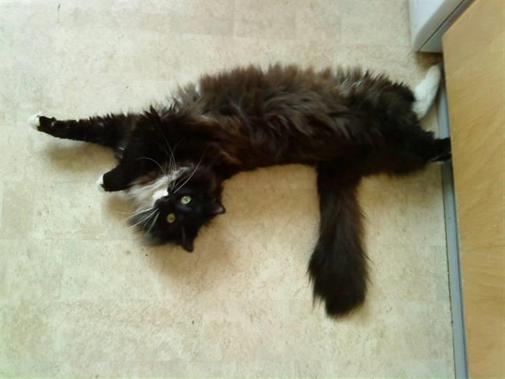 Norsk Skovkat Cutie R.I.P - årh dejligt at få strækket sig:D billede 4