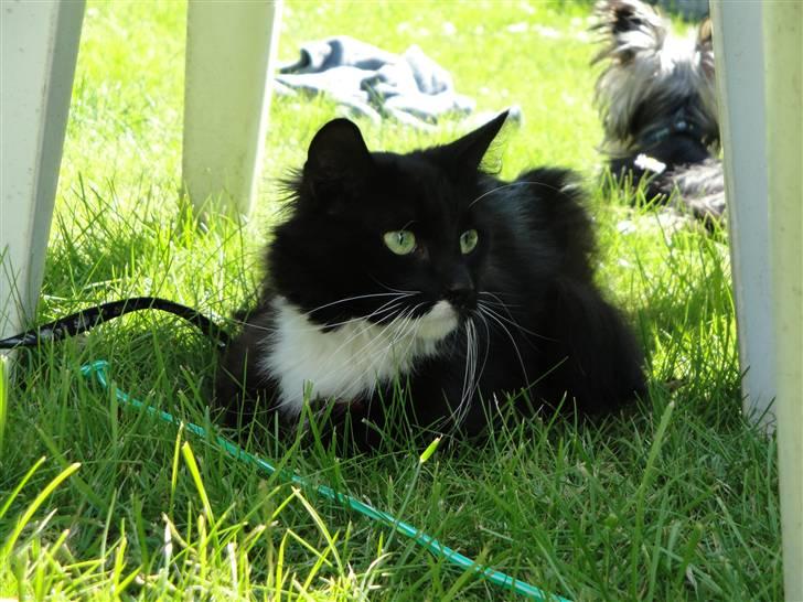 Norsk Skovkat Cutie R.I.P - skygge er dejligt når der ër så varmt i: billede 1