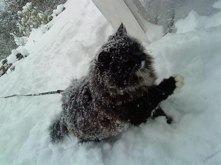 Norsk Skovkat Cutie R.I.P - jeg vil grave mig ind igemmen alt senen :$ <3 billede 3