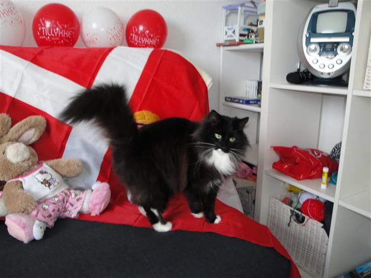 Norsk Skovkat Cutie R.I.P - du er så smuk :D billede 6