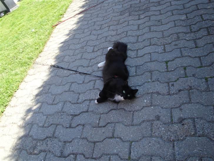 Norsk Skovkat Cutie R.I.P - ruller mig lige mens du taler et billede (; billede 7