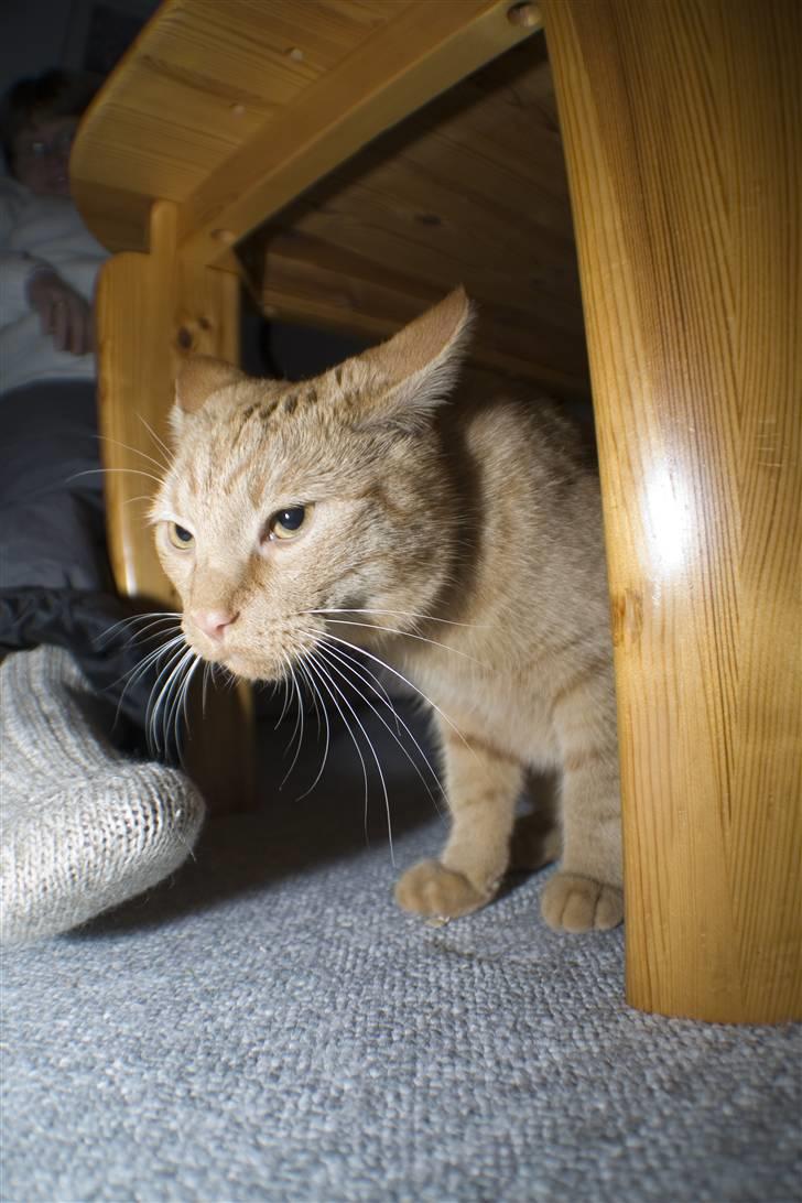 Huskat Garfield - Djævle katten;-) billede 9