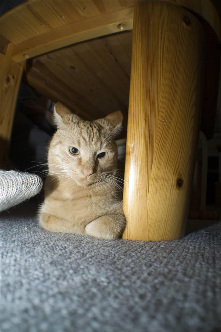 Huskat Garfield billede 11