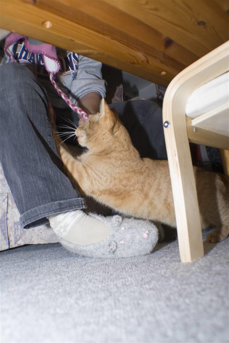 Huskat Garfield billede 12