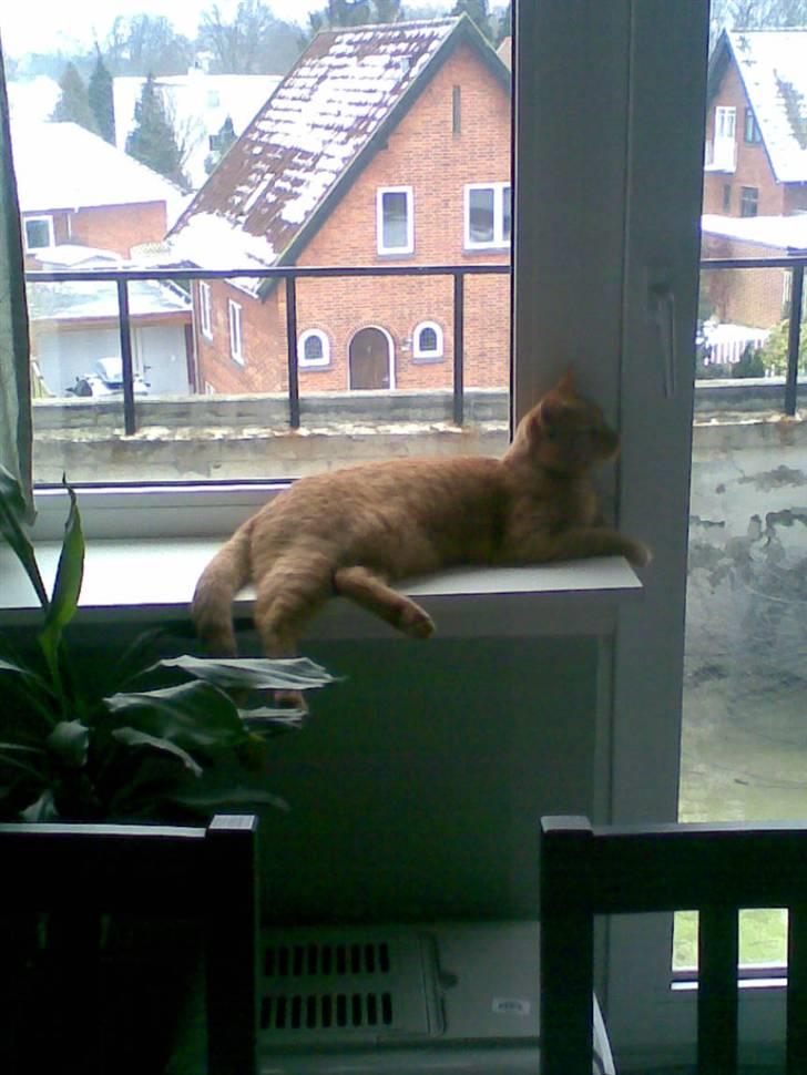 Huskat Garfield billede 15