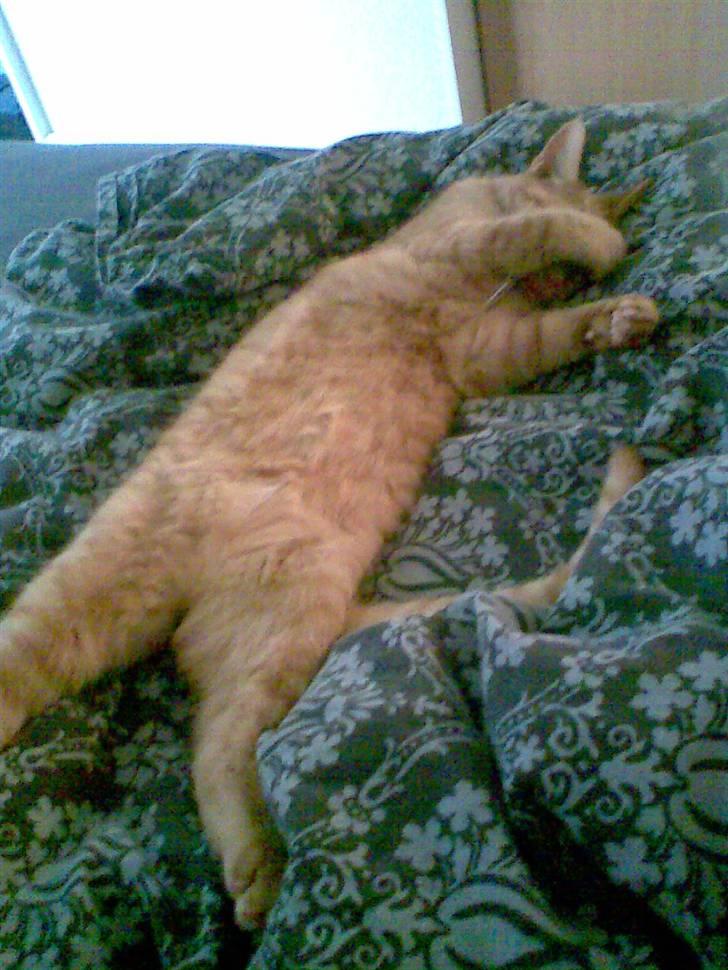 Huskat Garfield - Træt??? billede 17