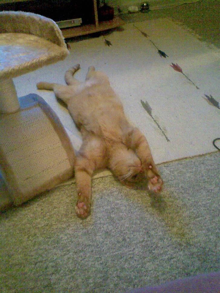 Huskat Garfield - Jeg overgiver mig!!! billede 18