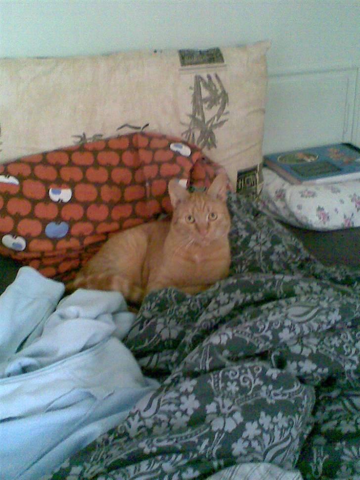 Huskat Garfield - Kongen af verden:-) billede 19