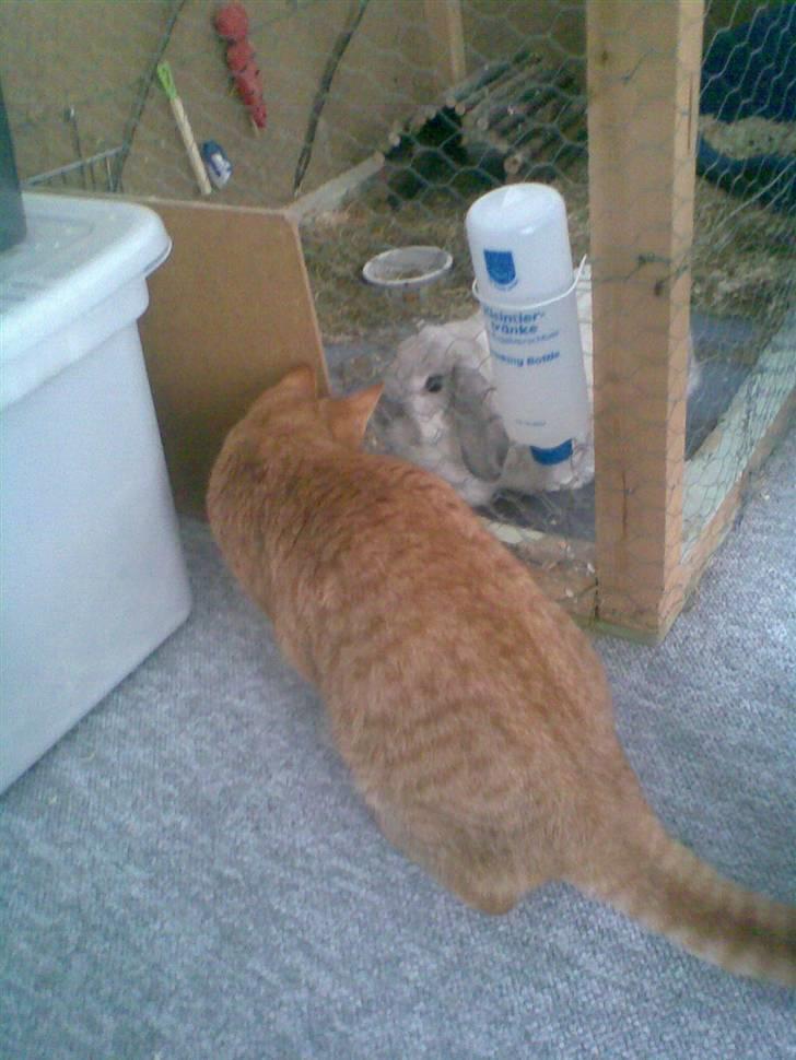 Huskat Garfield - Hvad er det for en?! billede 20