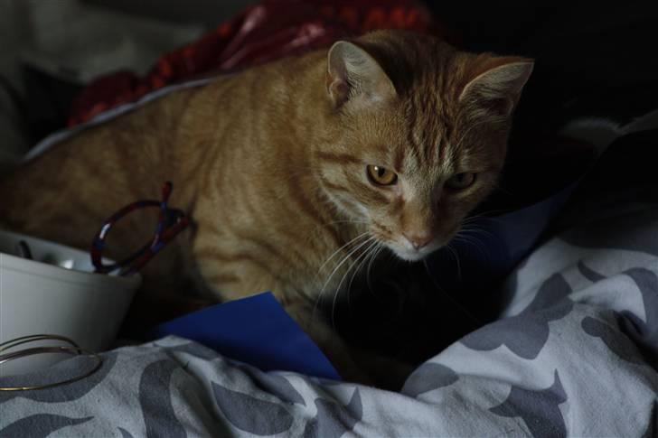 Huskat Millions | Buster | billede 13