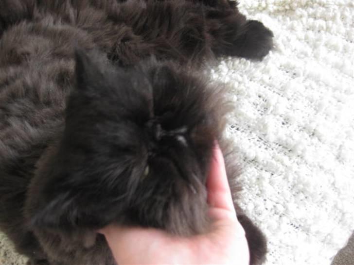 Perser Geordi/tykling billede 6