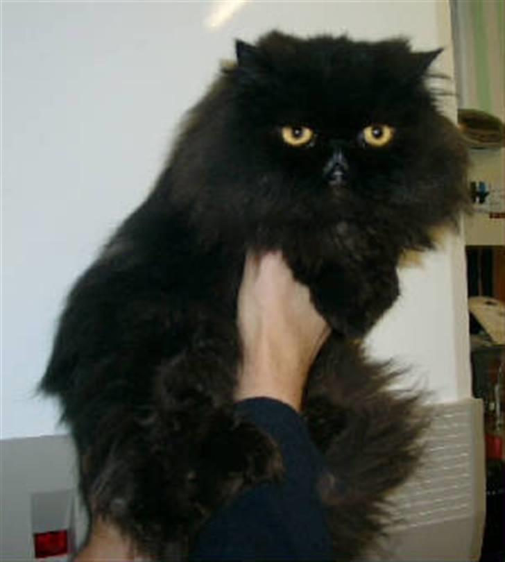 Perser Geordi/tykling - Geordi, før han kom til Danmark, for flere år siden billede 7