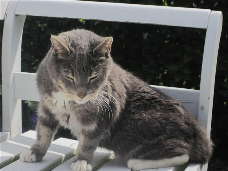 Blanding af racer Belze bub R.I.P - Velkommen til Belze´s profil :) billede 1