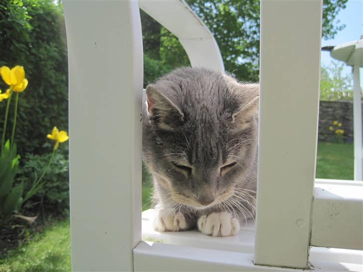 Blanding af racer Belze bub R.I.P - Uhh hvor han hygger sig :) billede 2