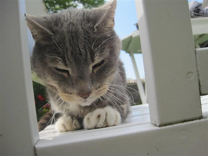 Blanding af racer Belze bub R.I.P billede 3