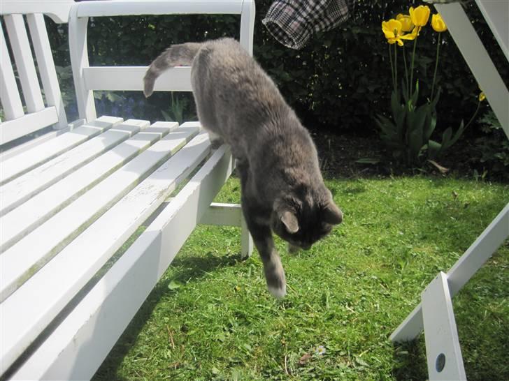 Blanding af racer Belze bub R.I.P - Så nu hopper han ned :) billede 4