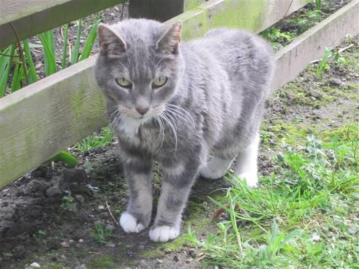 Blanding af racer Belze bub R.I.P - :) billede 5