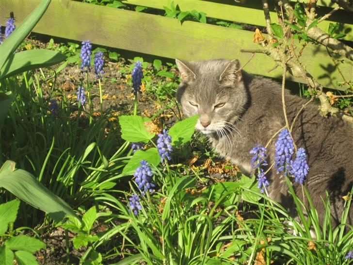 Blanding af racer Belze bub R.I.P billede 6