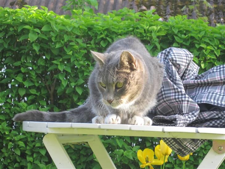 Blanding af racer Belze bub R.I.P - Mon der er noget dernede?" billede 7