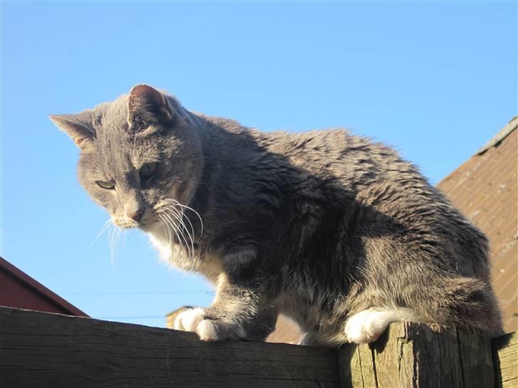 Blanding af racer Belze bub R.I.P billede 8